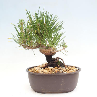 Vonkajší bonsai - Pinus thunbergii - Borovica thunbergova - 3