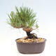 Vonkajší bonsai - Pinus thunbergii - Borovica thunbergova - 3/4