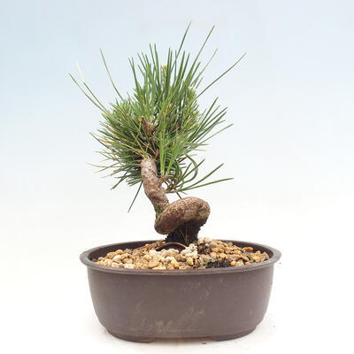 Vonkajší bonsai - Pinus thunbergii - Borovica thunbergova - 3