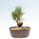 Vonkajší bonsai - Pinus thunbergii - Borovica thunbergova - 3/4