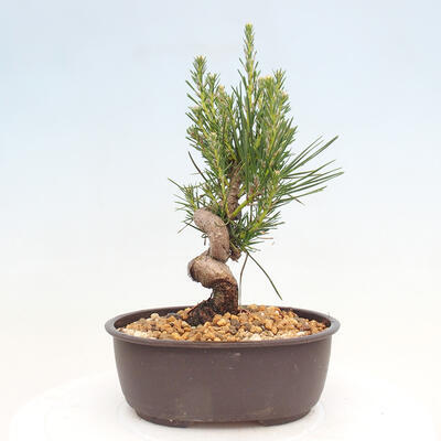 Vonkajší bonsai - Pinus thunbergii - Borovica thunbergova - 3