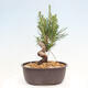 Vonkajší bonsai - Pinus thunbergii - Borovica thunbergova - 3/4