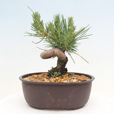 Vonkajší bonsai - Pinus thunbergii - Borovica thunbergova - 3