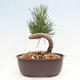 Vonkajší bonsai - Pinus thunbergii - Borovica thunbergova - 3/4