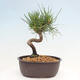 Vonkajší bonsai - Pinus thunbergii - Borovica thunbergova - 3/4