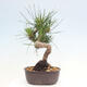 Vonkajší bonsai - Pinus thunbergii - Borovica thunbergova - 3/4