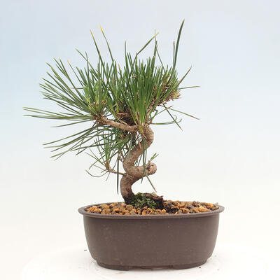 Vonkajší bonsai - Pinus thunbergii - Borovica thunbergova - 3