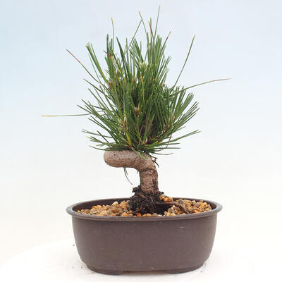 Vonkajší bonsai - Pinus thunbergii - Borovica thunbergova - 3