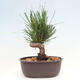 Vonkajší bonsai - Pinus thunbergii - Borovica thunbergova - 3/4