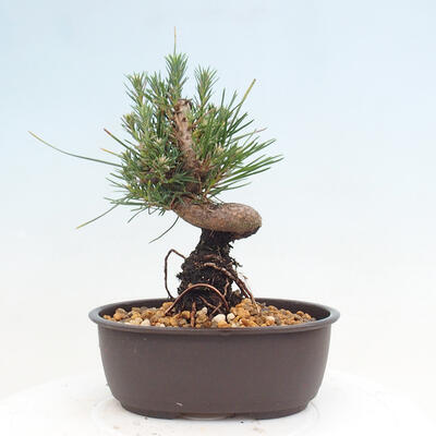 Vonkajší bonsai - Pinus thunbergii - Borovica thunbergova - 3