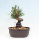 Vonkajší bonsai - Pinus thunbergii - Borovica thunbergova - 3/4