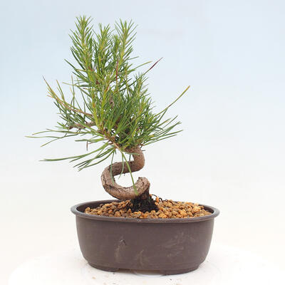 Vonkajší bonsai - Pinus thunbergii - Borovica thunbergova - 3