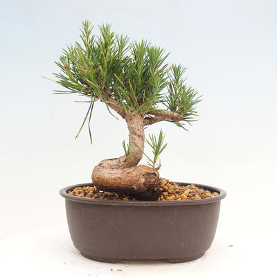 Vonkajší bonsai - Pinus thunbergii - Borovica thunbergova - 3