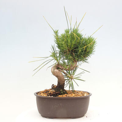 Vonkajší bonsai - Pinus thunbergii - Borovica thunbergova - 3