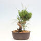 Vonkajší bonsai - Pinus thunbergii - Borovica thunbergova - 3/4