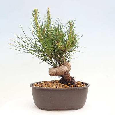 Vonkajší bonsai - Pinus thunbergii - Borovica thunbergova - 3