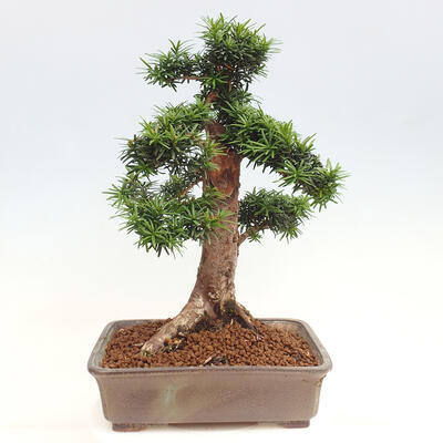 Vonkajší bonsai - Taxus cuspidata - Tis japonský - 3