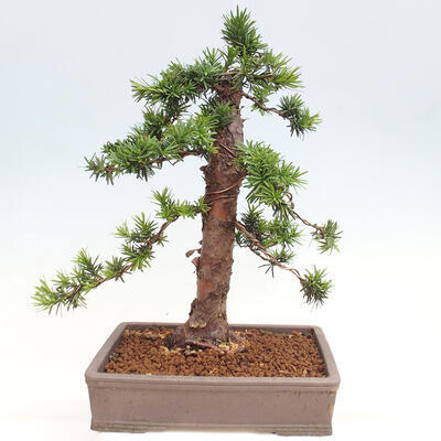 Vonkajší bonsai - Taxus cuspidata - Tis japonský - 3