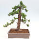 Vonkajší bonsai - Taxus cuspidata - Tis japonský - 3/6