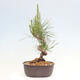 Vonkajší bonsai - Pinus thunbergii - Borovica thunbergova - 3/4