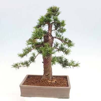 Vonkajší bonsai - Taxus cuspidata - Tis japonský - 3