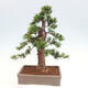 Vonkajší bonsai - Taxus cuspidata - Tis japonský - 3/6