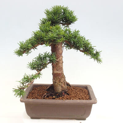 Vonkajší bonsai - Taxus cuspidata - Tis japonský - 3