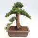 Vonkajší bonsai - Taxus cuspidata - Tis japonský - 3/6