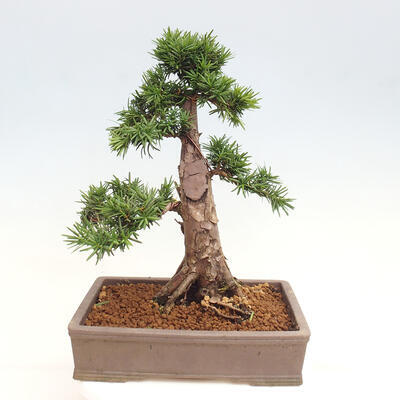 Vonkajší bonsai - Taxus cuspidata - Tis japonský - 3