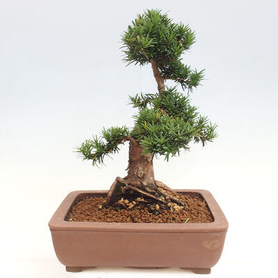 Vonkajší bonsai - Taxus cuspidata - Tis japonský - 3