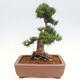 Vonkajší bonsai - Taxus cuspidata - Tis japonský - 3/6