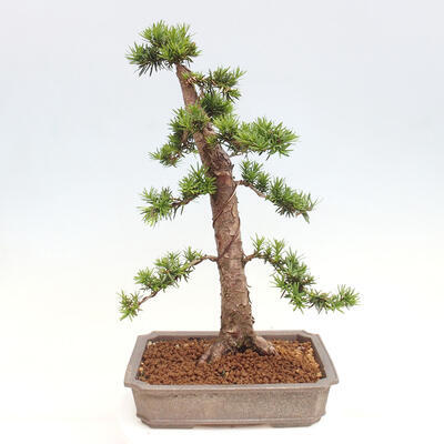 Vonkajší bonsai - Taxus cuspidata - Tis japonský - 3