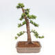 Vonkajší bonsai - Taxus cuspidata - Tis japonský - 3/6