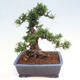 Vonkajší bonsai - Taxus cuspidata - Tis japonský - 3/6