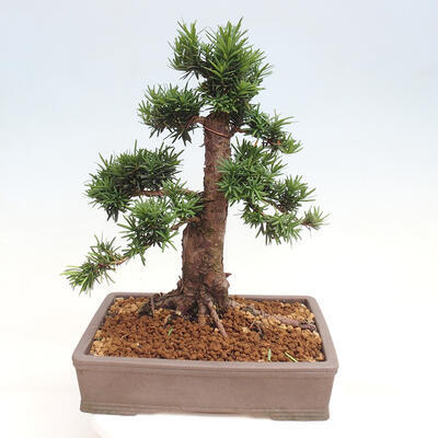 Vonkajší bonsai - Taxus cuspidata - Tis japonský - 3