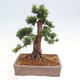 Vonkajší bonsai - Taxus cuspidata - Tis japonský - 3/6