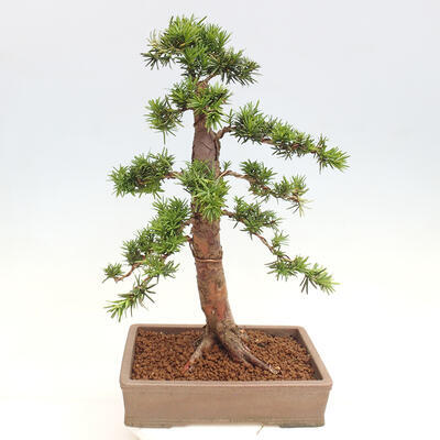 Vonkajší bonsai - Taxus cuspidata - Tis japonský - 3