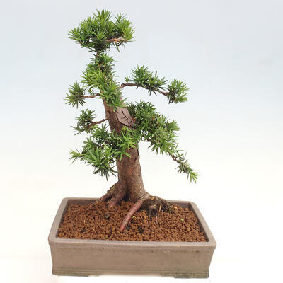 Vonkajší bonsai - Taxus cuspidata - Tis japonský - 3