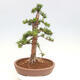 Vonkajší bonsai - Taxus cuspidata - Tis japonský - 3/6