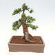 Vonkajší bonsai - Taxus cuspidata - Tis japonský - 3/6