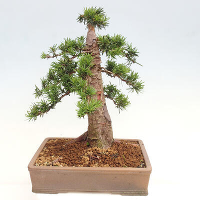 Vonkajší bonsai - Taxus cuspidata - Tis japonský - 3