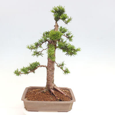 Vonkajší bonsai - Taxus cuspidata - Tis japonský - 3