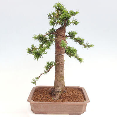 Vonkajší bonsai - Taxus cuspidata - Tis japonský - 3