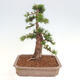 Vonkajší bonsai - Taxus cuspidata - Tis japonský - 3/6