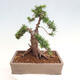 Vonkajší bonsai - Taxus cuspidata - Tis japonský - 3/6