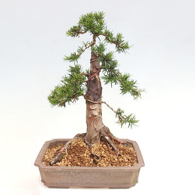 Vonkajší bonsai - Taxus cuspidata - Tis japonský - 3