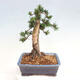 Vonkajší bonsai - Taxus cuspidata - Tis japonský - 3/6