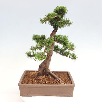 Vonkajší bonsai - Taxus cuspidata - Tis japonský - 3