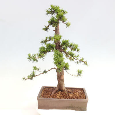 Vonkajší bonsai - Taxus cuspidata - Tis japonský - 3