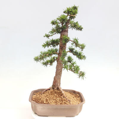 Vonkajší bonsai - Taxus cuspidata - Tis japonský - 3